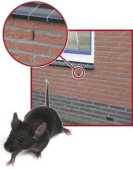 20 er Set Stoßfugenlüfter Bienenbeisser Fugenlüfter 50mm rostfrei aus Edelstahl - 4