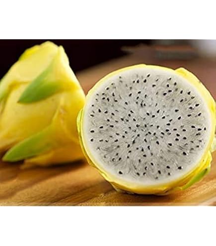 Pianta Di Pitaya Rossa (Frutto Del Drago) 30-40 Cm - Variet&agrave; Autofertile Zamorano/Guyute