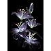 Produktbild DIY 5D Diamond Painting, Crystal Rhinestone Diamond Embroidery Paintings Pictures Arts Craft for Home Wall Decor Black Background Lily 11.8 X 15.7 Inch
