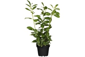 Prunus laurocerasus 'Novita' 40–60 cm, 10er-Set – Winterhart, Immergrün, Pflegeleicht – Kirschlorbeer – Heckenpflanze für Garten & Sichtschutz