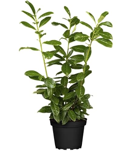BALDUR Garten 50er Kirschlorbeer Hecke, Pflanzen im 9x9 cm-Topf, Prunus  laurocerasus, winterhart und immergrn, blickdichter Sichtschutz,  mehrjhrig, schnell wachsend, glnzende, sattgrne Bltter : Amazon.de:  Garten