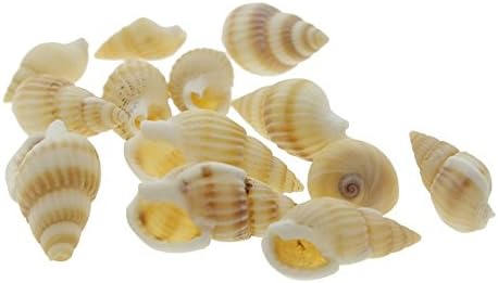 GGG 2 Bags Landscape Craft Conch Scallop Shell Dollhouse Fairy Miniature Sandbeach Yard Garden Conch