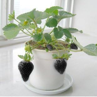 Black Strawberry Strawberry 50 seeds HIGH Yield