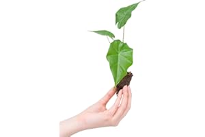 PLNTS - Baby Alocasia Portodora (Pfeilblätter) - Zimmerpflanzen, Pflanzen Echt, Nachhaltige Verpackung - 2cm Stecklinge - Höhe 20cm - Direkt von der Gärtnerei