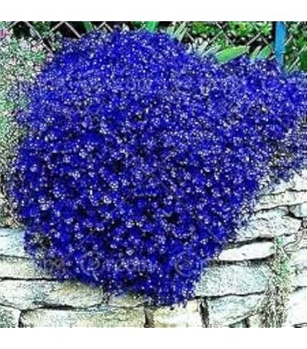 Thymus Serpyllum | L'Erbario Di Raffaele - Foto 3