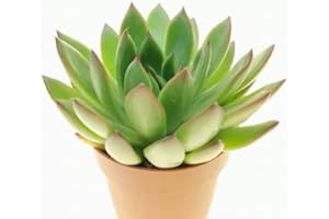 DECOALIVE Suculenta Echeveria Agavoides Natural Planta Resistente a Altas Temperaturas