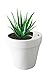 Produktbild Green Banking - 2in1 Blumentopf und Spardose für nachhaltiges Investment für Kleingeld und Scheine