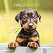 Welpen 2019 - Puppies - Broschürenkalender (30 x 60 geöffnet) - Tierkalender - Wandplaner by 
