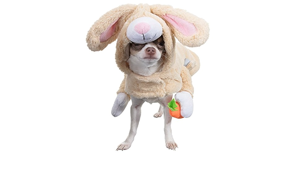 dog easter outfit
