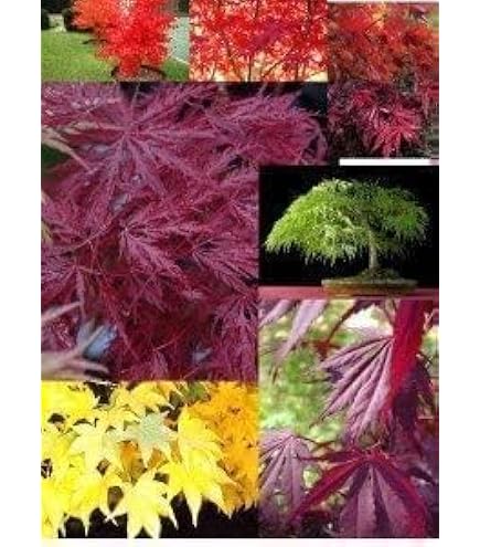 SAFLAX - Erable Du Japon Pourpre - 20 Graines - Acer Palmatum Atropurpureum
