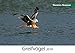 Greifvögel 2019 by 