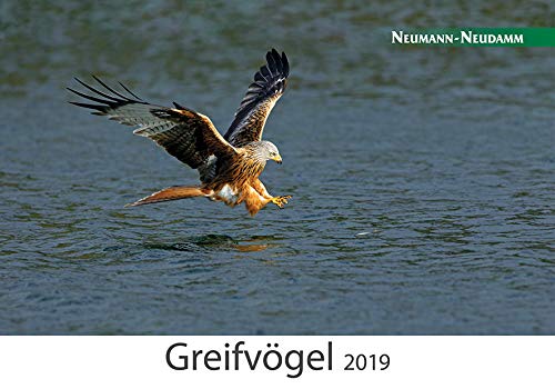 Greifvögel 2019