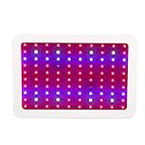 【6 Tipos de Luz】Las luces pequeñas de 100PCLED, incluidas las luces LED rojas, azules, naranjas, blancas, infrarrojas y ultravioletas, azules y rojas son esenciales para el crecimiento de las plantas. Full Spectrum Hydro LED luz de crecen para las plantas medicinales vegetales y florecen las frutas.