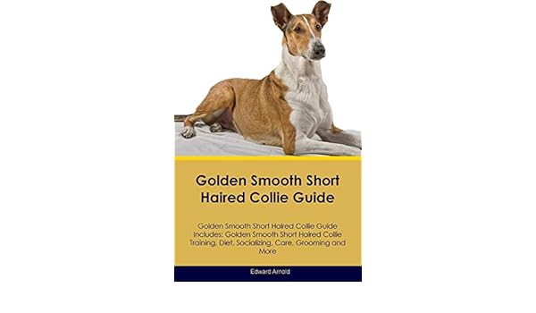 Buy Golden Smooth Short Haired Collie Guide Golden Smooth Short