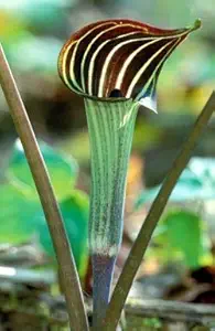 Radha Krishna Agriculture Amorphophallus bulbifer ( Snake Lily ) Important Flower Bulbs ( Pack Of 6 Bulb )