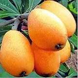 Como se muestra en la imagen Potseed Ampliamente cultivada Eriobotrya japónica Semillas 5pcs, Gran Árbol de Hoja perenne Chino níspero Fruta Semillas y19