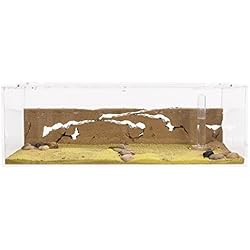 AntHouse - Fourmilière Naturelle en Sable - Kit Commencement BIG Acrylique 30x15x10 cm (Fourmis Gratuites)