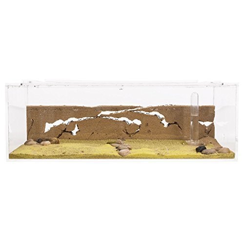 AntHouse - Fourmilière Naturelle en Sable - Kit Commencement BIG Acrylique 30x15x10 cm (Fourmis Gratuites)