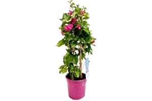 DECOALIVE Bugambilia PREMIUM Planta Trepadora de Exterior, 8435712006408