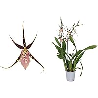 Orchidee von Botanicly – Spinnenorchidee – Höhe: 60 cm, 2 Triebe, lila-rosa Blüten – Brassia Shelob Tolkien