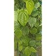 Betel leaf plant, viledele gida, paan leaf Plant, Vetrilai vala, Tamalapaku chattu, with Polythene Bag pack (1)