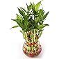 Real Nature 2 layer lucky bamboo plant with round glass bowl and colored jelly balls