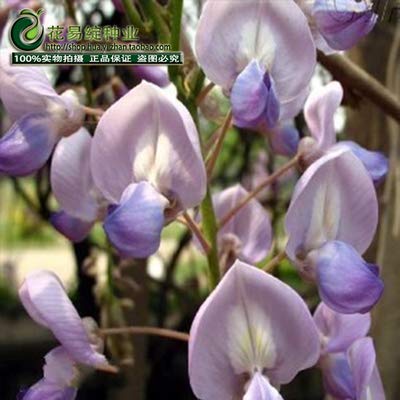 AGROBITS Wisteria Flower Bonsai in Spring and Winter Seasons Kinds of Packages Indoor Potted Plant Bonsai Easy to Live Large 2 Bonsai: 2