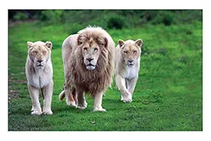 ISEE 360 Wallpaper Animal Posters Canvas for Kids Room Long Walls Living Room Bedroom Kitchen Furniture Kids Boys Girls The Lion Family Sticker L X H 18 X 12 Inches