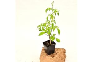 MONDOPIANTE Pianta Pandorea Jasminoides Vaso 7cm,Altezza 10/15cm