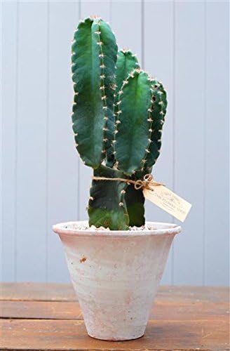 Cactus - Margaret Emms Fresh Flowers Delivered