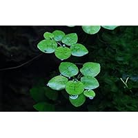 Tropica Aquarium Pflanze Limnobium laevigatum Nr.063 TC in Vitro 1-2 Grow Wasserpflanzen Aquariumpflanzen