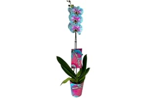 GENÉRICO Planta natural Orquídea Phalaenopsis Bicolor, 70 cm. Planta con flores, elegante y duradera, ideal para interiores por su fácil cuidado. Segura Garden.