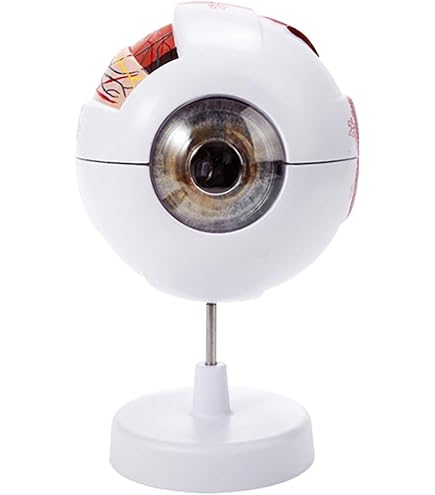 Zoeyilan Eye Anatomy Model, Magnification 6X - View #8