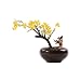 Produktbild CITW Obstbaum-Bonsai-Bonsai-Tischplatten-Verzierungen der modernen Kunst einfache minimalistische Hauptlieferungsverzierung-Verzierungsbüro-Geschenk