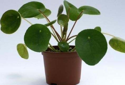 Pilea Peperomoides Plant in a 13cm Pot.