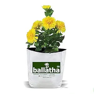 ballatha 550 GSM, Grow Bag for Plant Terrace Gardening (5 Bags) - Grow Vegetables, Fruits, Onion & Other Leafy Vegetables - 20 x 20 x 35 cm - White Outside, Black Inside - Pack of 5