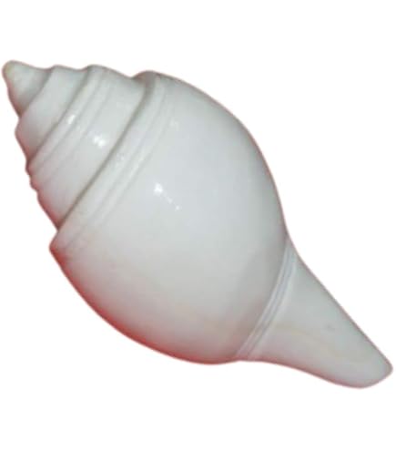Genuine Blowing Shankh 6" Inch | Vamavarti BAJNEWALA Dattatreya Sacred Pooja Shankh | Laxmi Narayan Hindu Ritual Shankhnaad | Spiritual Worship Shell For Aarti & Puja In Arabia | Whizz Conch Shells - 2