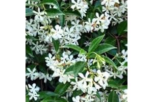 COUNTRY CLIMBERS GARDEN FAVOURITES Trachelospermum jasminoides Evergreen Star Jasmine Climbing Plant 1 Litre Pot
