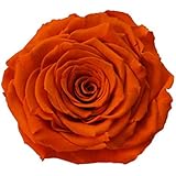 ETERNAL ROSES, XXL Rosenkopf, konserviert; Farbe Orange