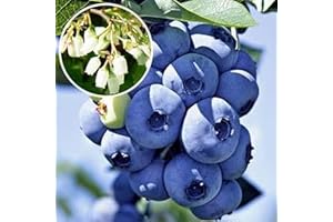 VIVAI VALTELLINA MIRTILLO GIGANTE AMERICANO 3 ANNI, PRONTA FRUTTIFICAZIONE 80-120CM (3 piante)