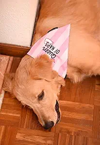 Mutt of Course Queen of Naps Bandana for Dogs (Pink) (Small)