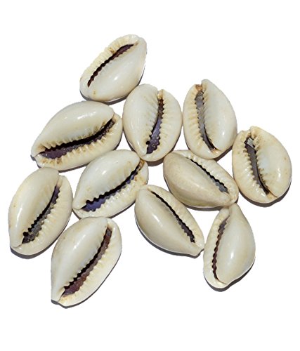 Preisvergleich Produktbild Weiß Kodi Shell – Pack von 11 neelkanth Rudraksha