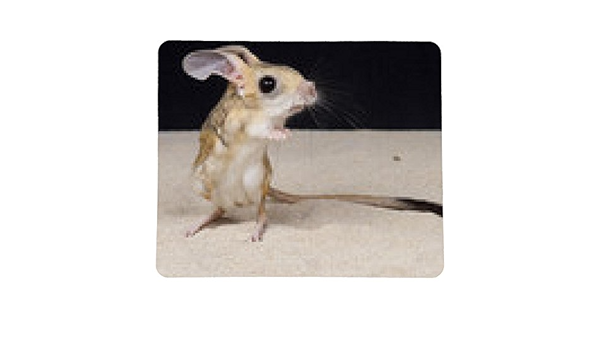 My Puzzle Design Tapis De Souris Gerboise A Quatre Doigts Allactaga Tetradactyla Rectangulaire 23cm X 19 Cm Amazon Fr Informatique My Puzzle Design Tapis De Souris Gerboise A Quatre Doigts Allactaga Tetradactyla Rectangulaire 23cm X 19 Cm Amazon Fr Informatique