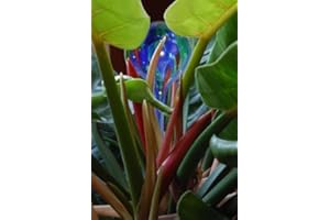 Milford Collection Hydroglobe plant waterer decoration - SMALL PLANTS