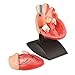 Produktbild Das menschliche Herz - Modell (natürliche Größe)