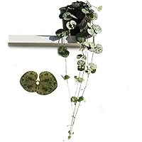 Leuchterblume, hängend, (Ceropegia woodii ssp. woodii), sehr pflegeleichte, hängende Zimmerpflanze (im 8cm Topf)