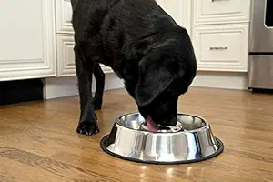 The DDS Store Stainless Steel Slow Feed Food Bowl 900ML Non-Skid for Medium/Large Dogs