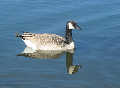 canada goose amazon uk