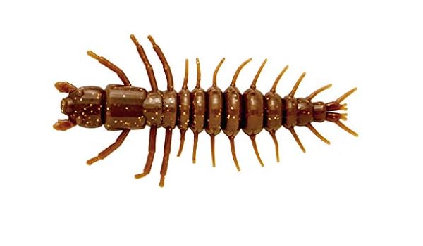 Live hellgrammites for sale near me Clearance