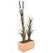 Produktbild Euro Palms 82505857 Schilfgras mit Kolben 152 cm, dunkelbraun